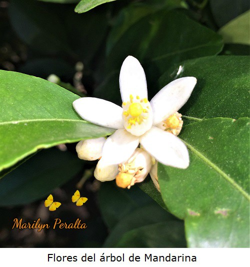 Flores del arbol de Mandarina