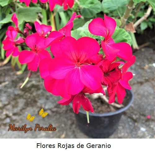 Flores de geranio con cinco pétalos color rojo