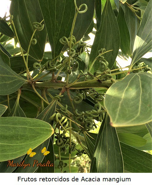 Frutos en espiral del árbol de Acacia mangium