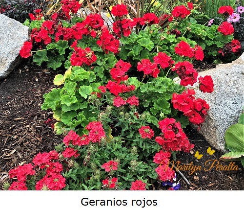Geranios rojos