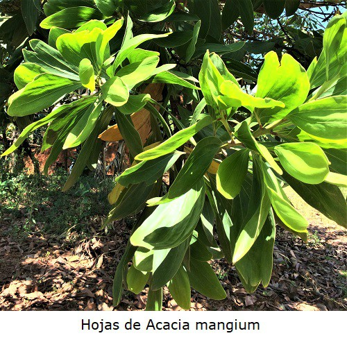 Hojas aplanadas de Acacia mangium