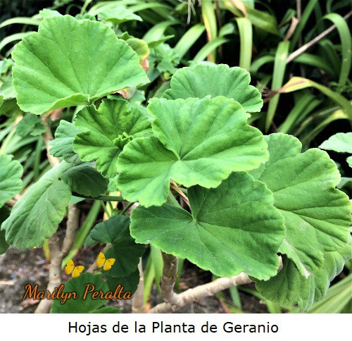 hojas con pelos planta geranio