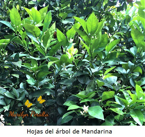 Hojas en forma de lanza redondeada de la mandarina