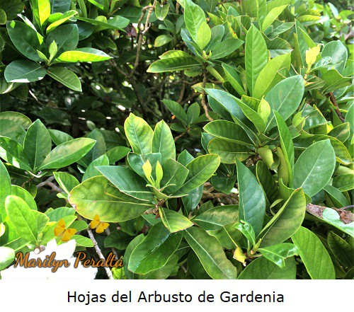 Hojas de la planta de Gardenia, Gardemoa sminoides