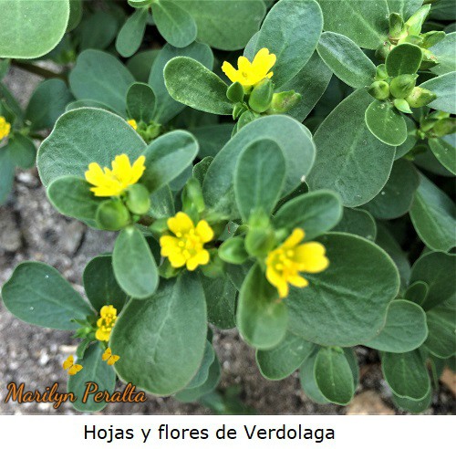 Hojas y flores de Verdolaga