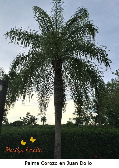 Palma Corozo 1