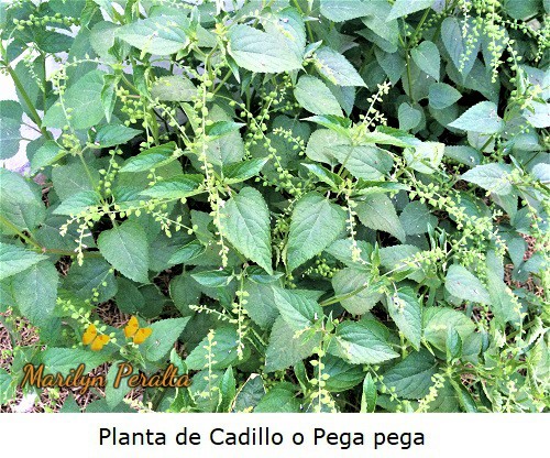 Planta de Cadillo o Pega pega
