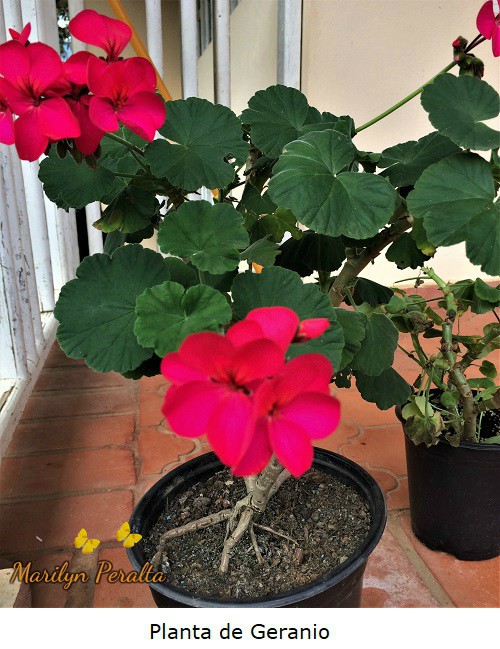 Planta de Geranio