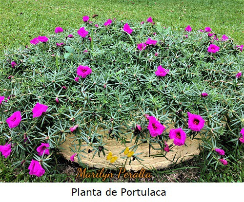 Planta de Portulaca