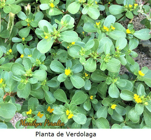 Planta de Verdolaga