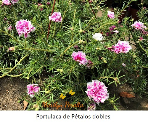 Portulaca de pétalos dobles