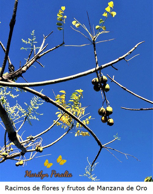 Racimos de flores y frutos de Manzana de oro