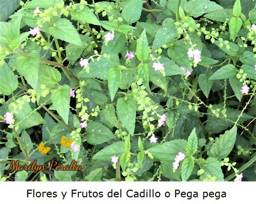 Racimos de flores y frutos del Cadillo o Pega pega