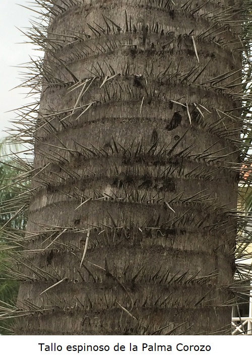 Tallo con espinas de la Palma Corozo