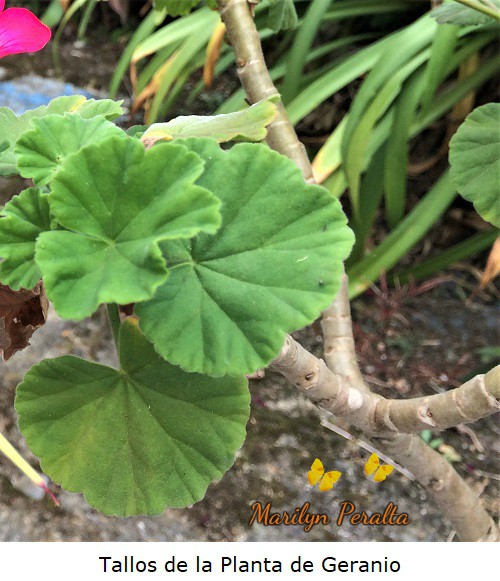 tallos leñosos planta geranio