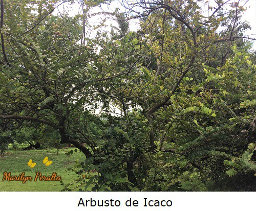 Arbusto ramificado de Icaco.
