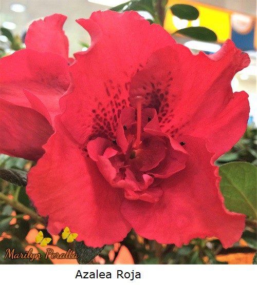Azalea color rojo.
