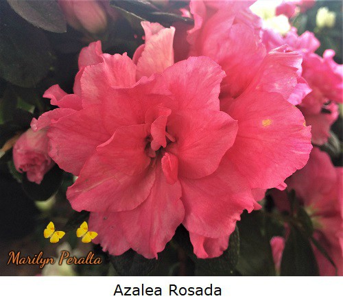 Azalea color rosado