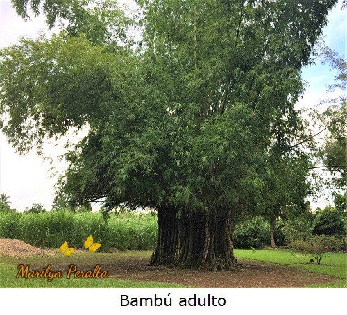 El Bambú en su tamaño adulto.