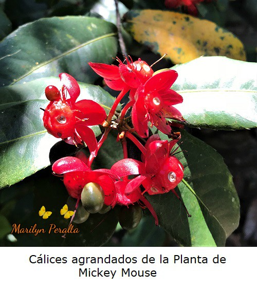 Cálices rojos Planta Mickey Mouse