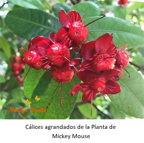 Cálices agrandados Planta Mickey Mousse