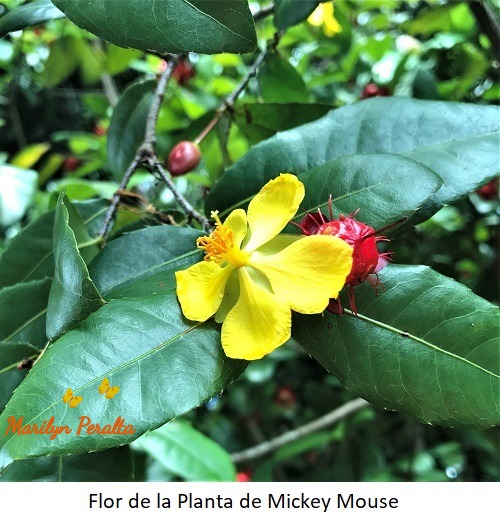 Flor de la Planta de Mickey Mousse