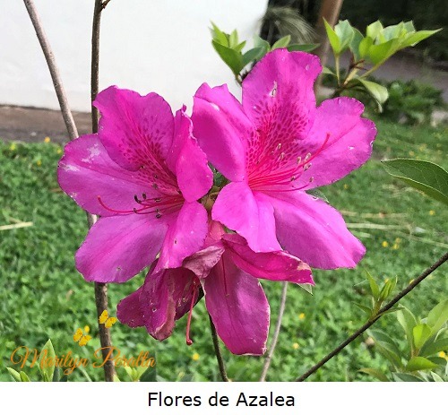 Flores de Azalea