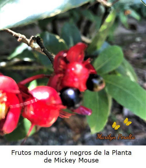 Frutos maduros negros Planta Mickey Mouse