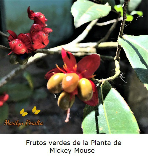 Frutos verdes Planta Mickey Mouse.