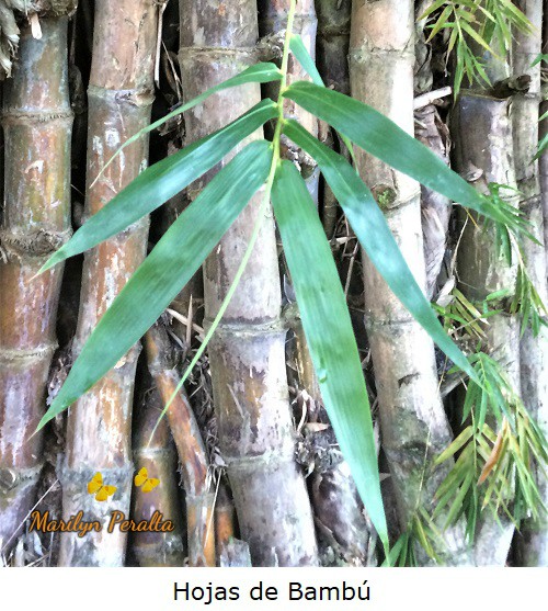 Hojas lineales de Bambú
