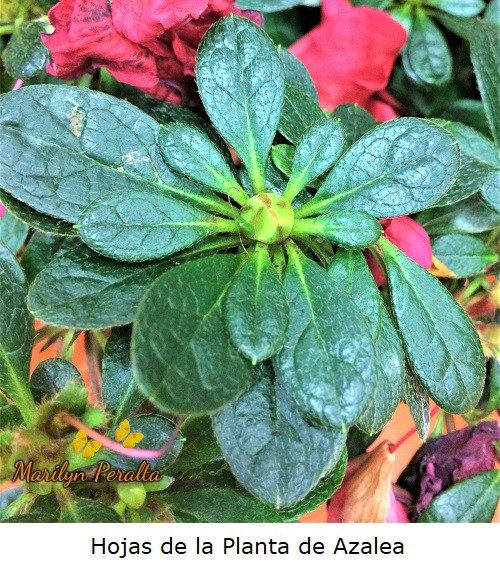 Hojas de la Planta de Azalea