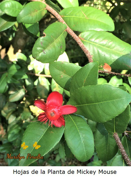 Hojas Planta Mickey Mouse.