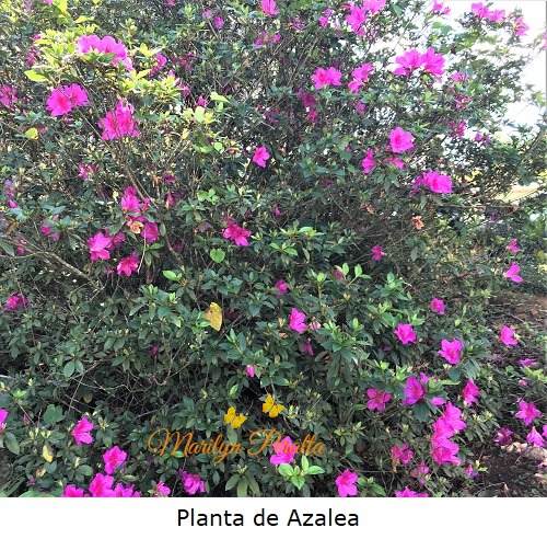 Planta de Azalea