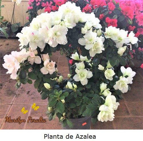 Planta de Azalea o Rododendro
