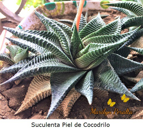 La planta de Piel de Cocodrilo, suculenta de hojas carnosas con verrugas longitudinales