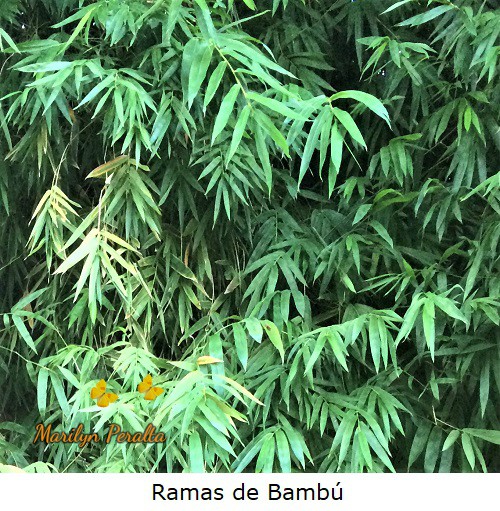Ramas secundarias de Bambú.
