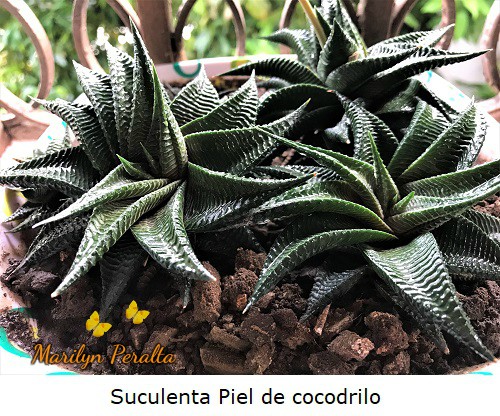 Planta Suculenta o crasa Piel de Cododrilo