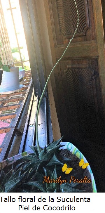 Pedúnculo o tallo floral de la Suculenta Piel de Cocodrilo