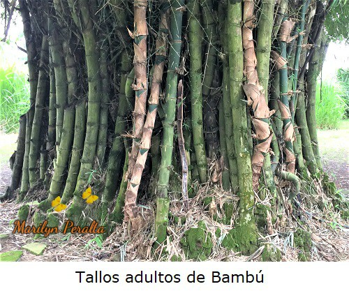 Tallo adulto de Bambú en forma de caña.