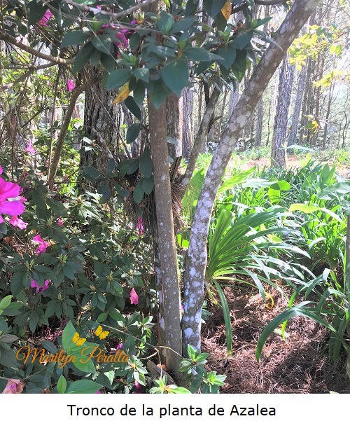 Tronco de la planta de Azalea