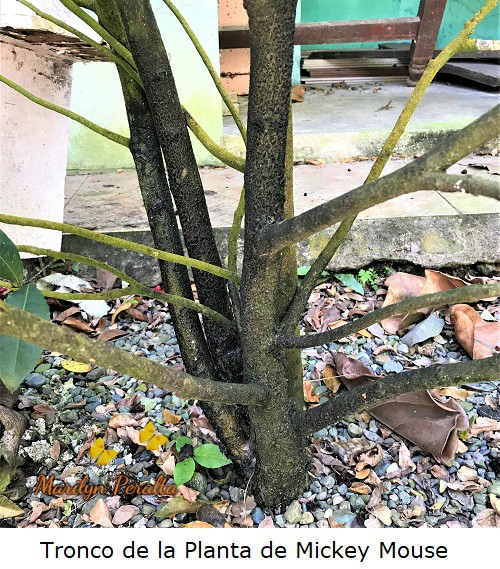 Tronco ramificado de la Planta Mickey Mouse.