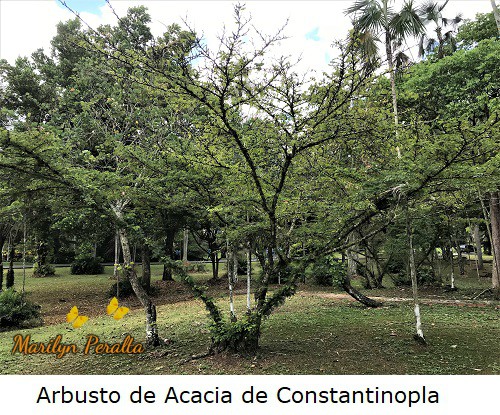 Acacia de Constantinopla