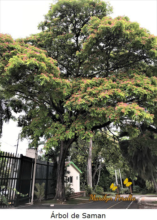 Árbol de Saman o Árbol de la Lluvia