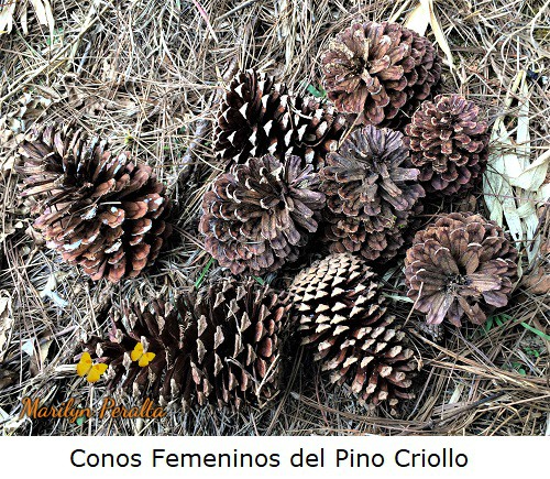 Conos femeninos secos del Pino Criollo