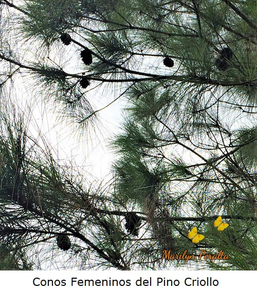Conos femeninos del Pino Criollo