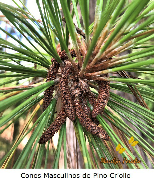 Conos masculinos secos de Pino Criollo