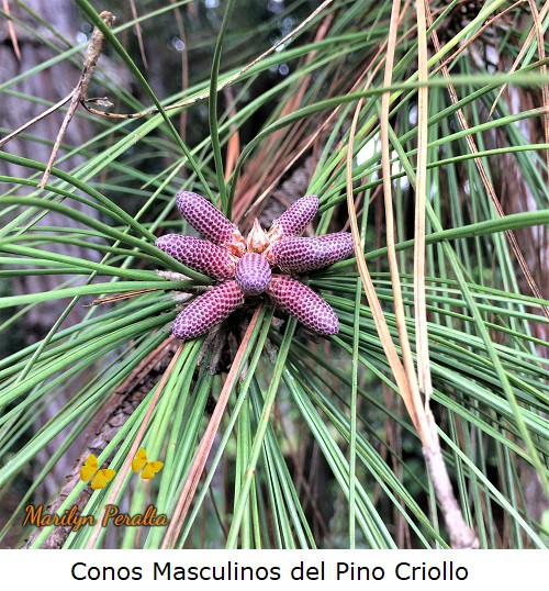 Conos masculinos Pino Criollo