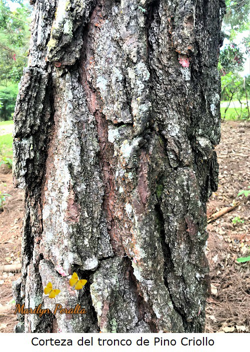 Corteza en forma de escama del Pino Criollo