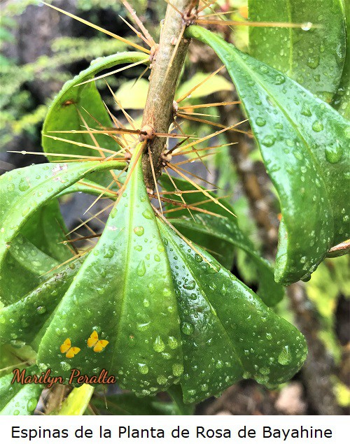 Espinas en la planta de Rosa de Bayahibe.