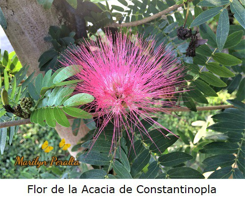 Flor de la Acacia de Constantinopla.